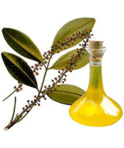 EXTRATO DE JABORANDI - 1KG